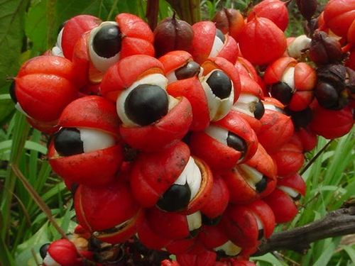 Guaraná